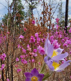 Багульник, с. Тыгда, Магдагачинский округ