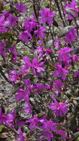 Багульник, Тындинский округ