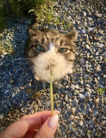 Одуванчик, Селемджинский район