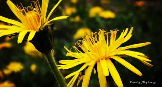 Одуванчик в Благовещенске