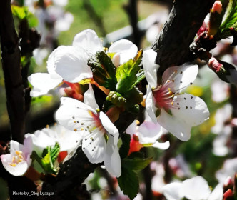 Цветение сакуры в Ивановском округе