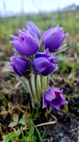 Шимановск в цвете: подснежники