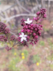 Сирень в Талакане