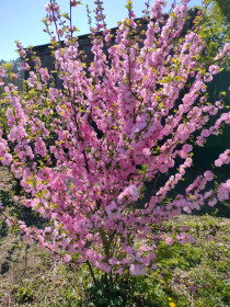 Чагоянская сакура