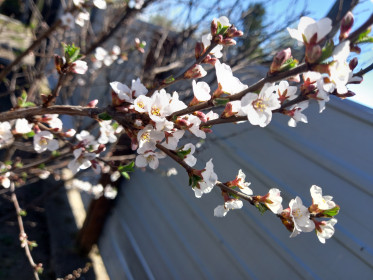 Вишня из с. Березовка Ивановского округа