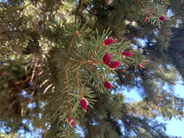 Ель в с. Березовка