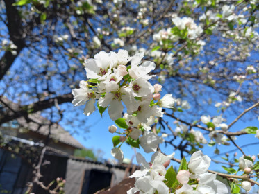 Груша в с. Березовка