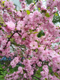 Сакура в Благовещенске