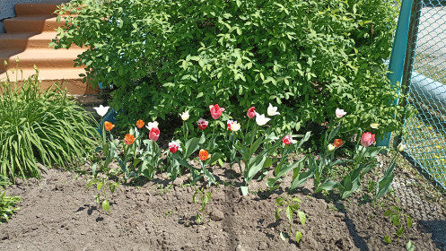 Тюльпаны в Грибском