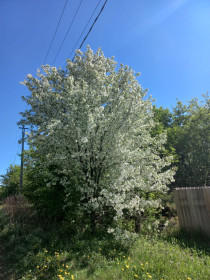 Яблоня в Благовещенске