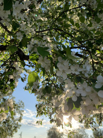 Яблонька из с. Муравьевка