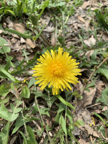Одуванчик в городе Благовещенске