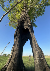 Дерево в Заречном