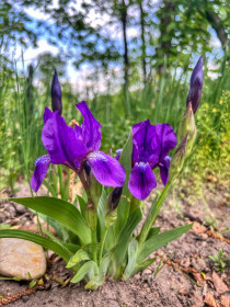 Ирис в городе Белогорске