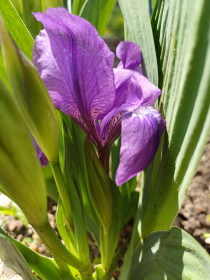 Ирис в Благовещенске