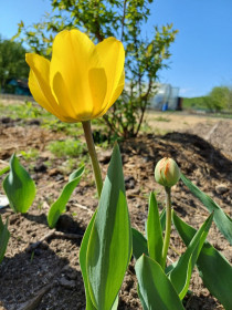 Тюльпаны на дачном участке в Белогорске
