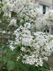 Белая сирень в Благовещенске