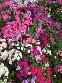 Флоксы в с. Муравьевка