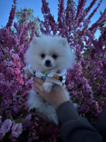 Сакура в Благовещенске