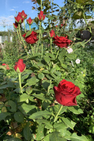 Шикарные розы из с. Муравьевка