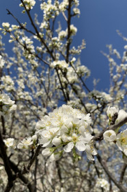 Груша из Благовещенска