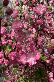 Сакура из Благовещенска