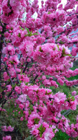 Сакура в с. Садовое