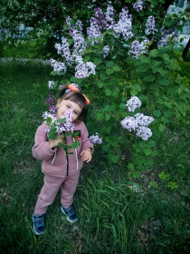 Сирень в Белогорске