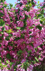 Вейгела цветущая на площади Ленина в Благовещенске