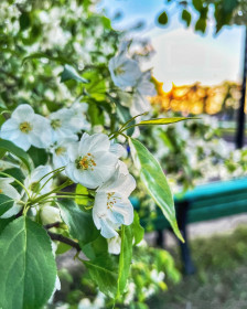 Яблоня в городском парке Белогорска