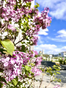 Сирень в Благовещенске