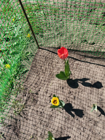 Тюльпаны на дачном участке в с. Петропавловка