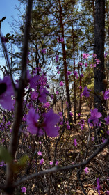 Багульник на сопке Любви в Свободном