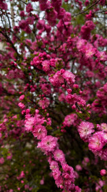 Сакура в городе Благовещенске