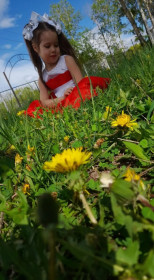 Одуванчики в Белогорске