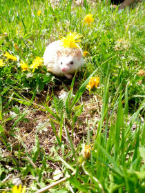 Одуванчики в с. Жариково