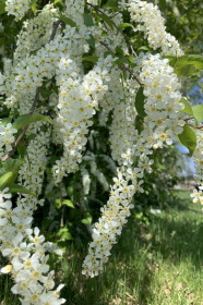Черемуха в с. Лиманное