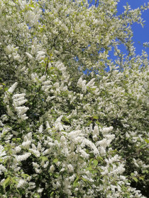 Черёмуха в пгт Магдагачи
