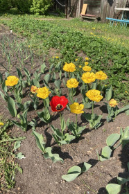 Тюльпаны в с. Возжаевка