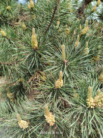 Цветёт сосна на Мухинке