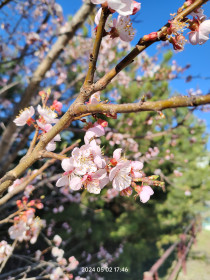 Абрикос в Благовещенске