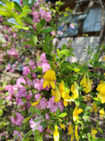 Акация и сакура в Благовещенске