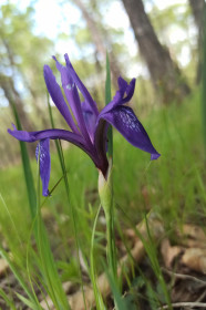 Ирис в селе Томском