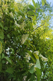 Черемуха в пгт Магдагачи