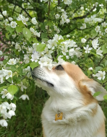 Яблоня в Чигири