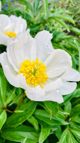 Пион обыкновенный в Благовещенске