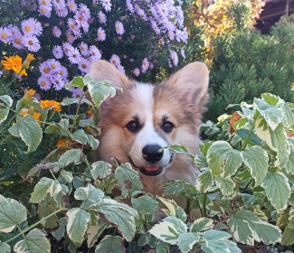 Завораживающий цветами Уссурийск