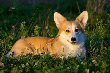 Клевер в Хабаровске