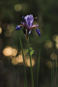 Ирис в михайловском лесу