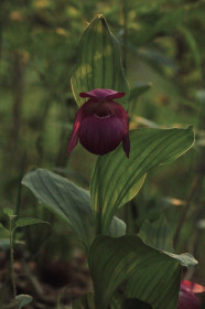 Венерин башмачок в Михайловке